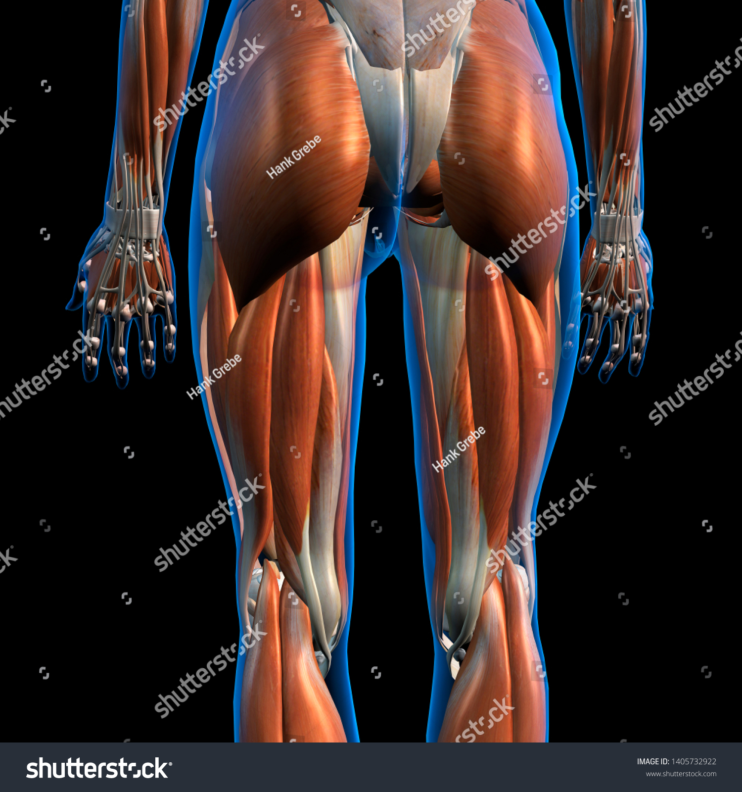 Female Hip Leg Muscles Posterior View Stock Illustration 1405732922 9943