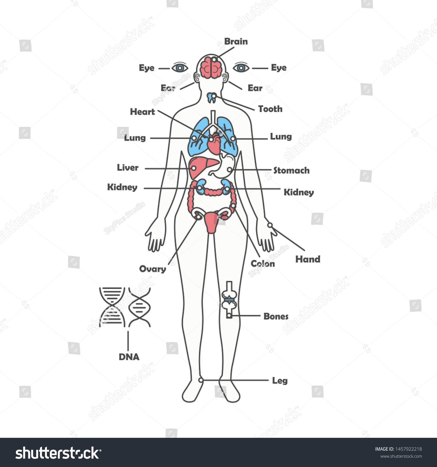 Female Human Anatomy Diagram Female Body Stock Illustration 1457922218