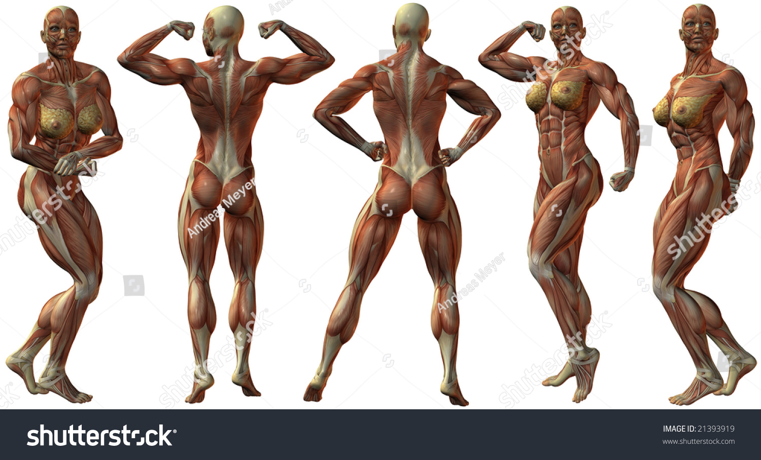 human body in western art human body in western art