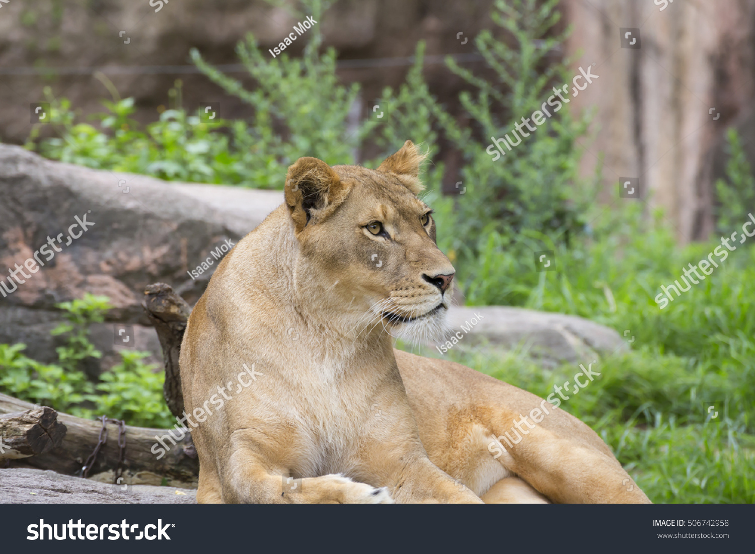 Female Lion Called Lioness Stock Photo 506742958 | Shutterstock