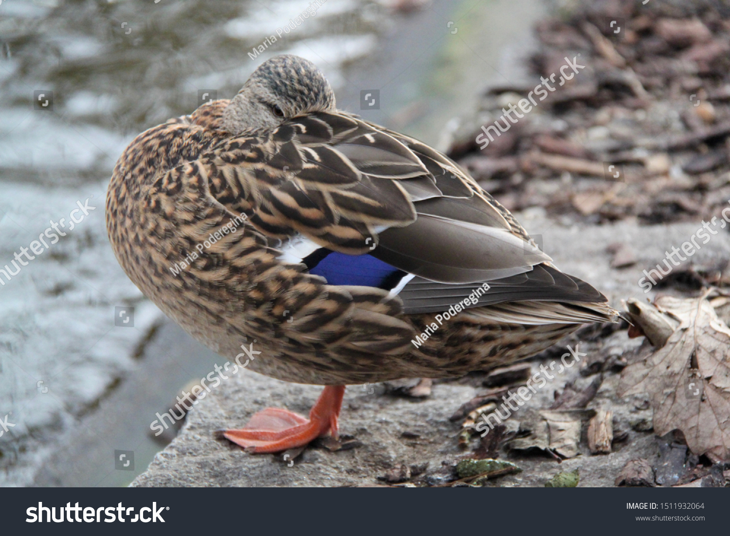 Female Mallard Duck Hiding Head Feathers Animals Wildlife Stock