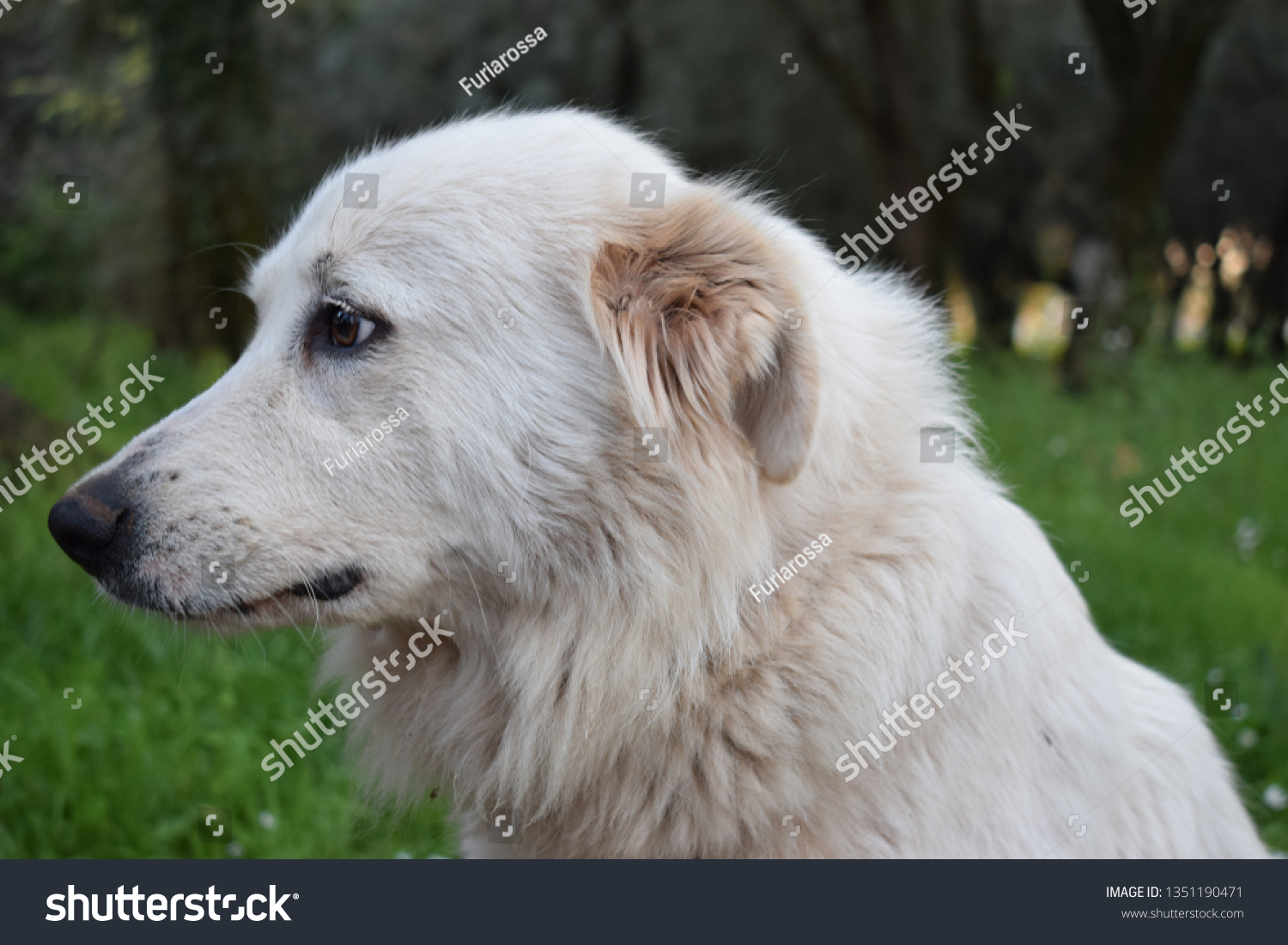 female maremma