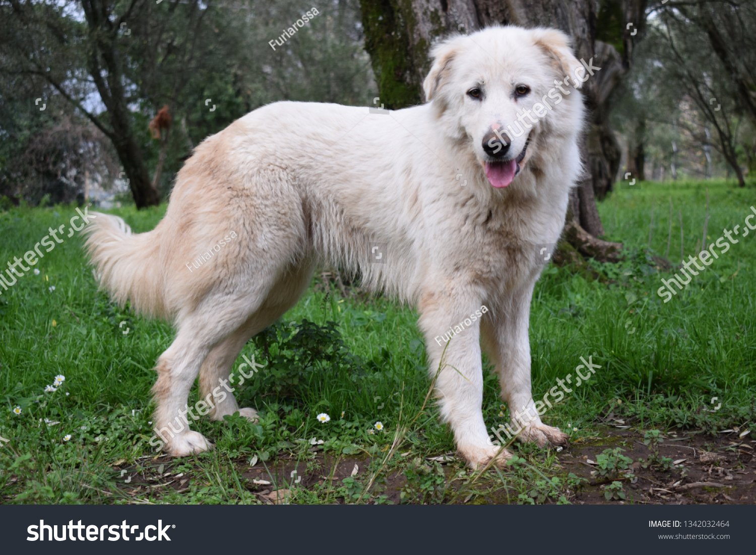 female maremma