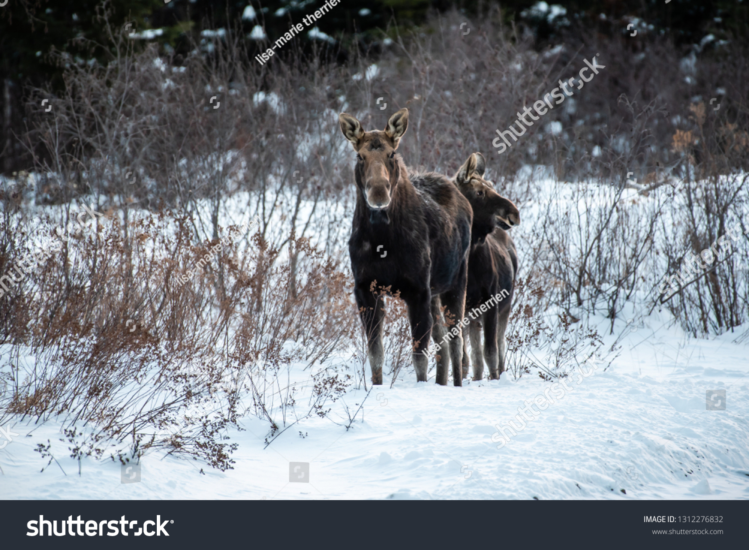 Female Moose Baby Standing On Side Stock Photo Edit Now