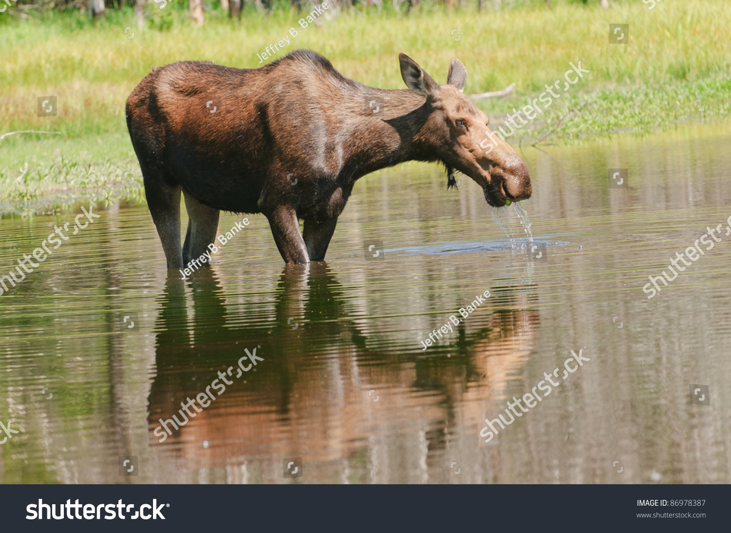 Female Moose Cow Feeding Pond Wyoming Stock Photo 86978387 - Shutterstock