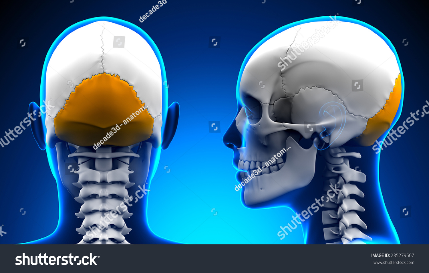 Female Occipital Bone Skull Anatomy Blue Stock Illustration 235279507 8566