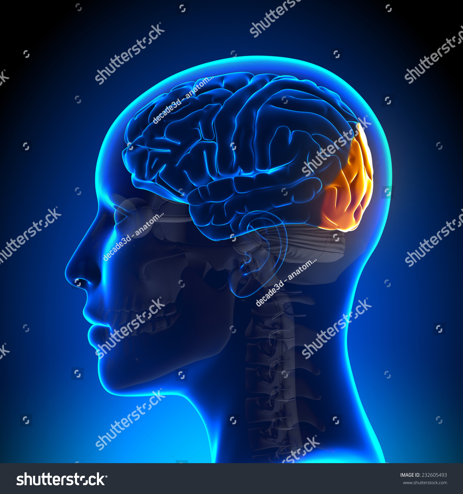 Female Occipital Lobe - Anatomy Brain Stock Photo 232605493 : Shutterstock