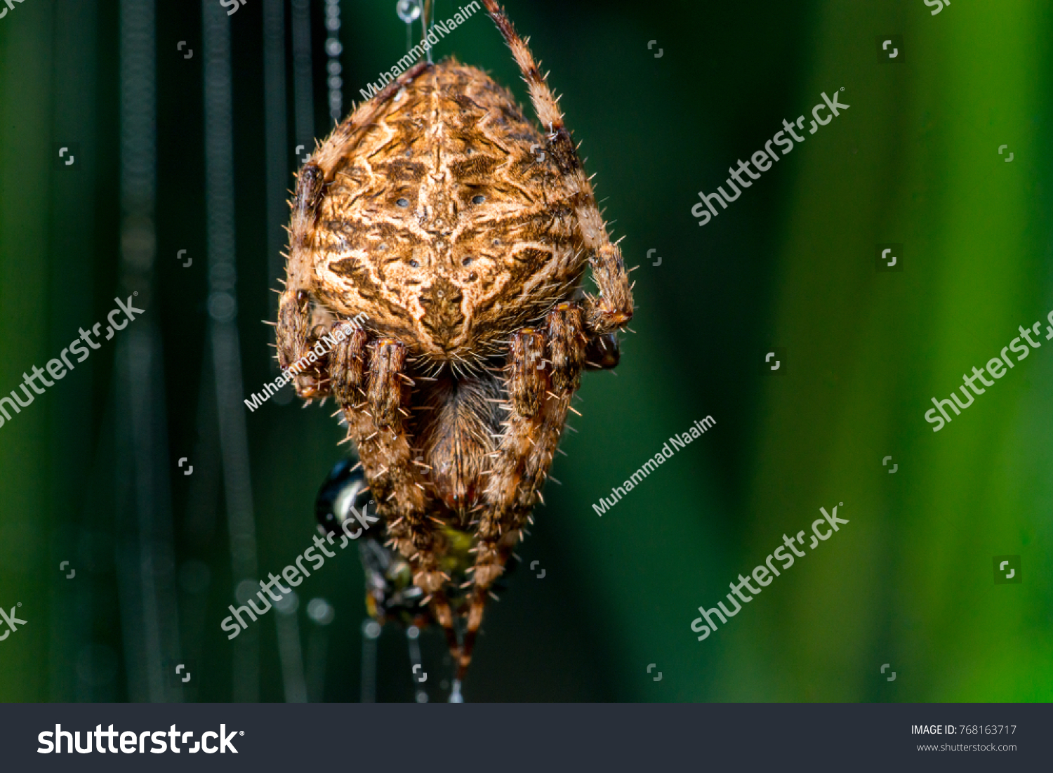 Female Orbweaver Hentz Spotted Orbweaver Barn Royalty Free Stock