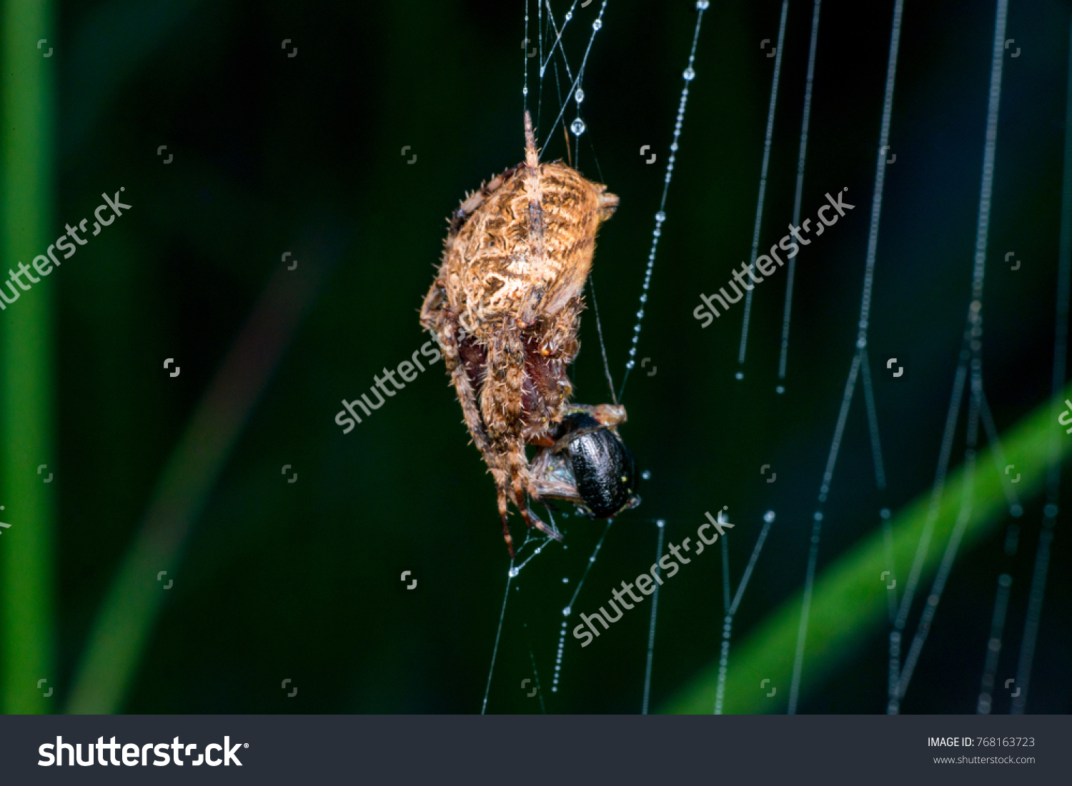 Female Orbweaver Hentz Spotted Orbweaver Barn Stock Photo Edit