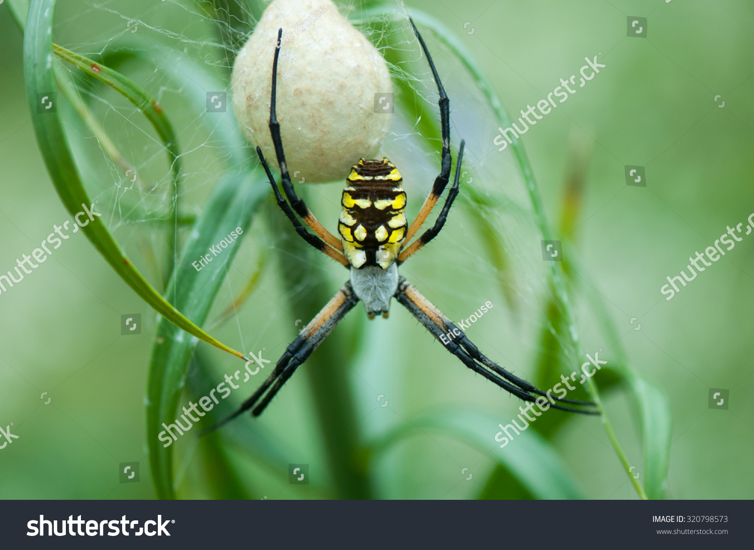 1 172 Spider Egg Sacs Images Stock Photos Vectors Shutterstock   Stock Photo Female Orb Weaver Spider With Large Egg Sac 320798573 