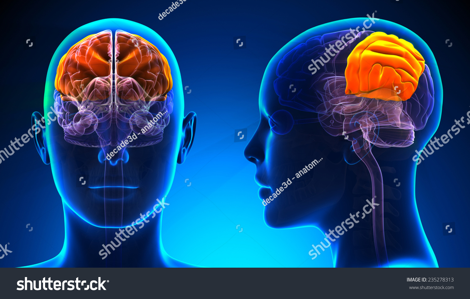 Female Parietal Lobe Brain Anatomy Blue 库存插图 235278313 Shutterstock 7027