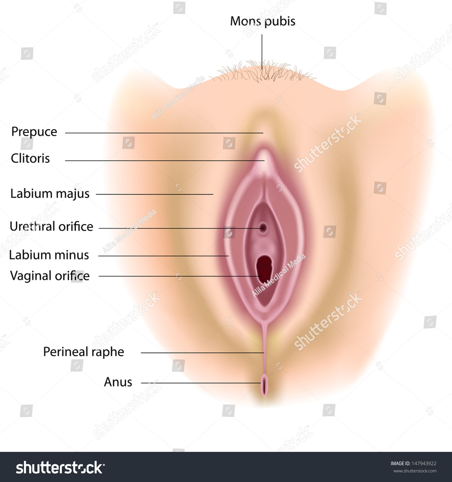 Labelled Sex Diagram 26