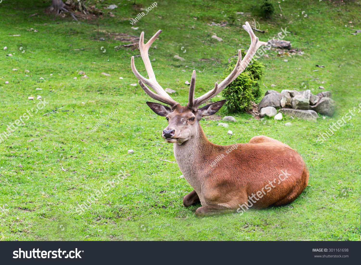 female deer with antlers