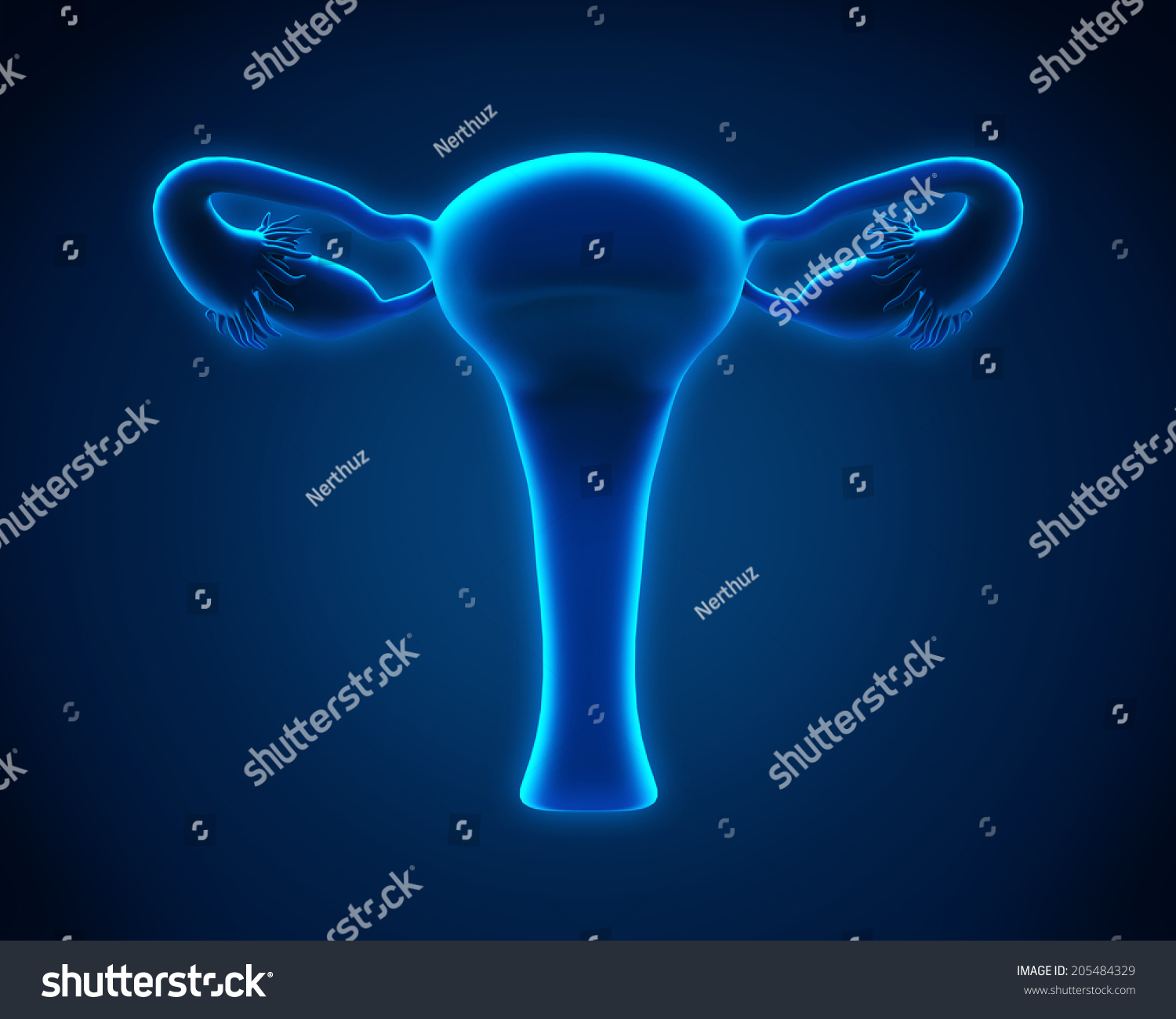 Female Reproductive System Stock Illustration 205484329 - Shutterstock