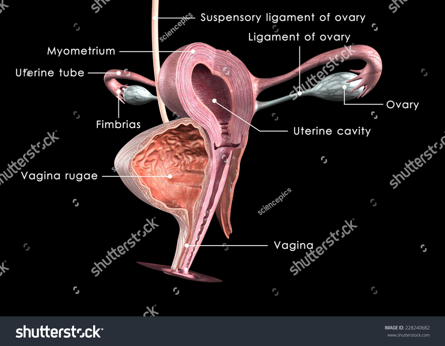 Female Reproductive System Posterior View