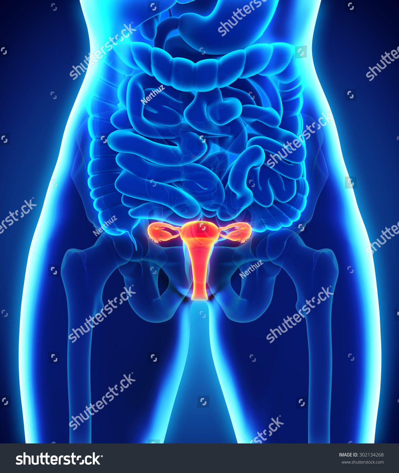 Female Reproductive System Stock Illustration 302134268