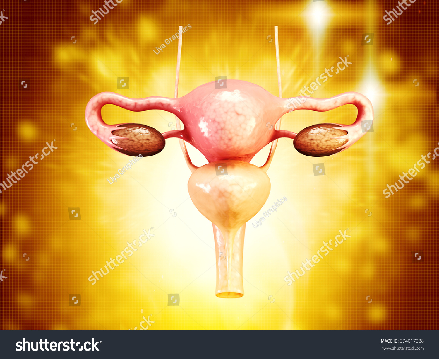 Female Reproductive System Stock Illustration 374017288 1379