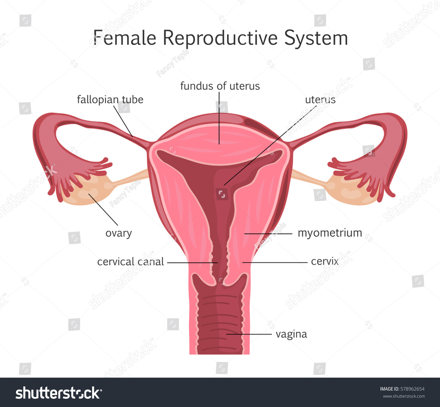 Female Reproductive System Stock Illustration 578962654 Shutterstock