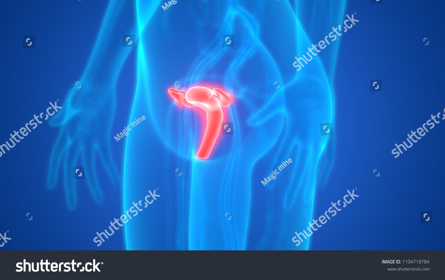 Female Reproductive System Anatomy 3d Stock Illustration 1104718784 ...