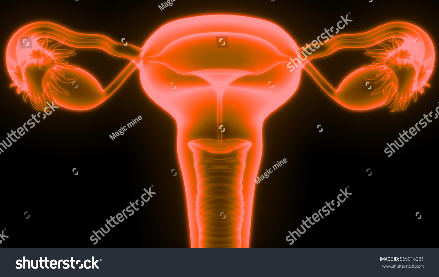 Female Reproductive System Anatomy 3d Stock Illustration 569018281 6016