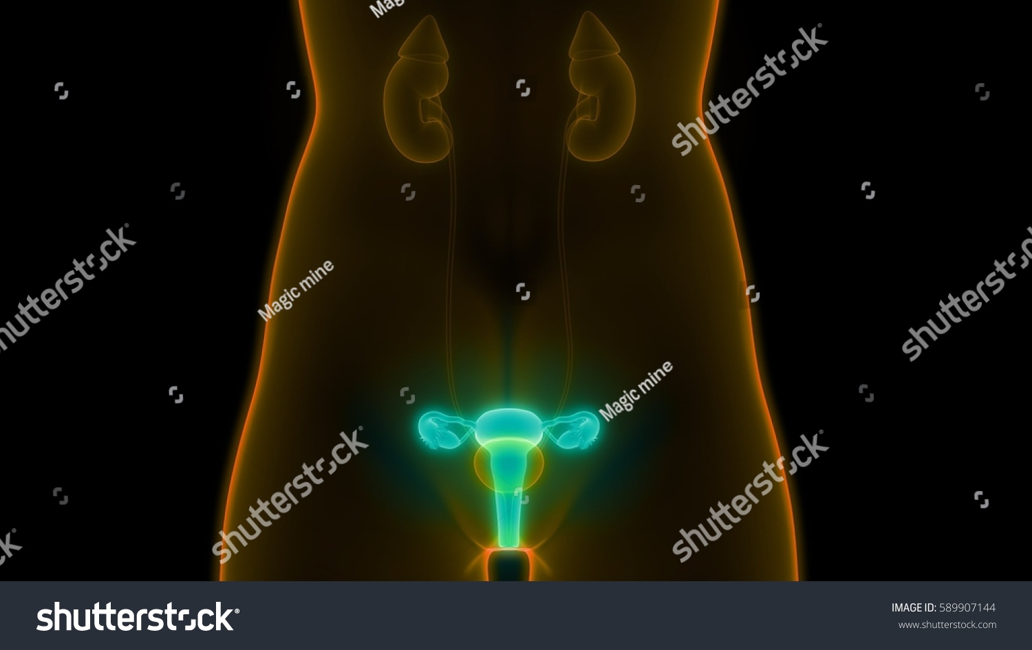 Female Reproductive System Anatomy 3d Stock Illustration 589907144 Shutterstock 2052