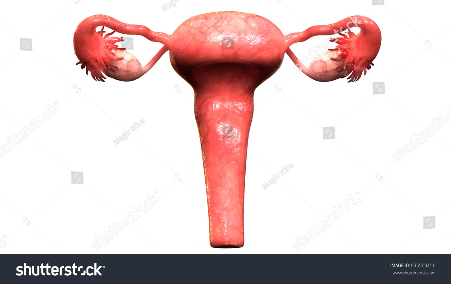 Female Reproductive System Anatomy D Stock Illustration