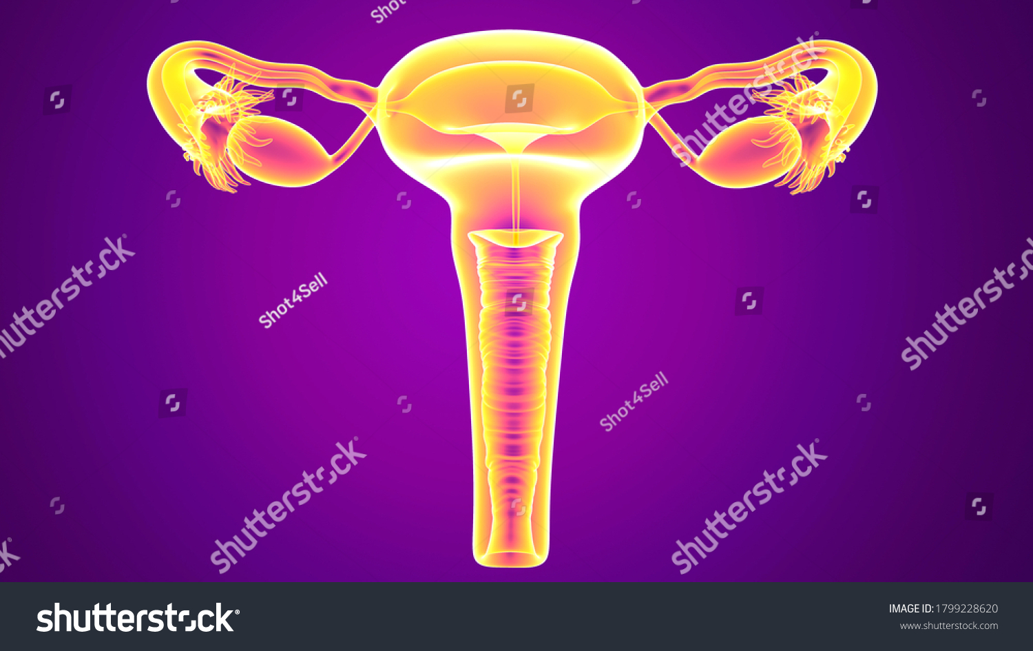 Female Reproductive System Contains Two Main Stock Illustration 1799228620 3496