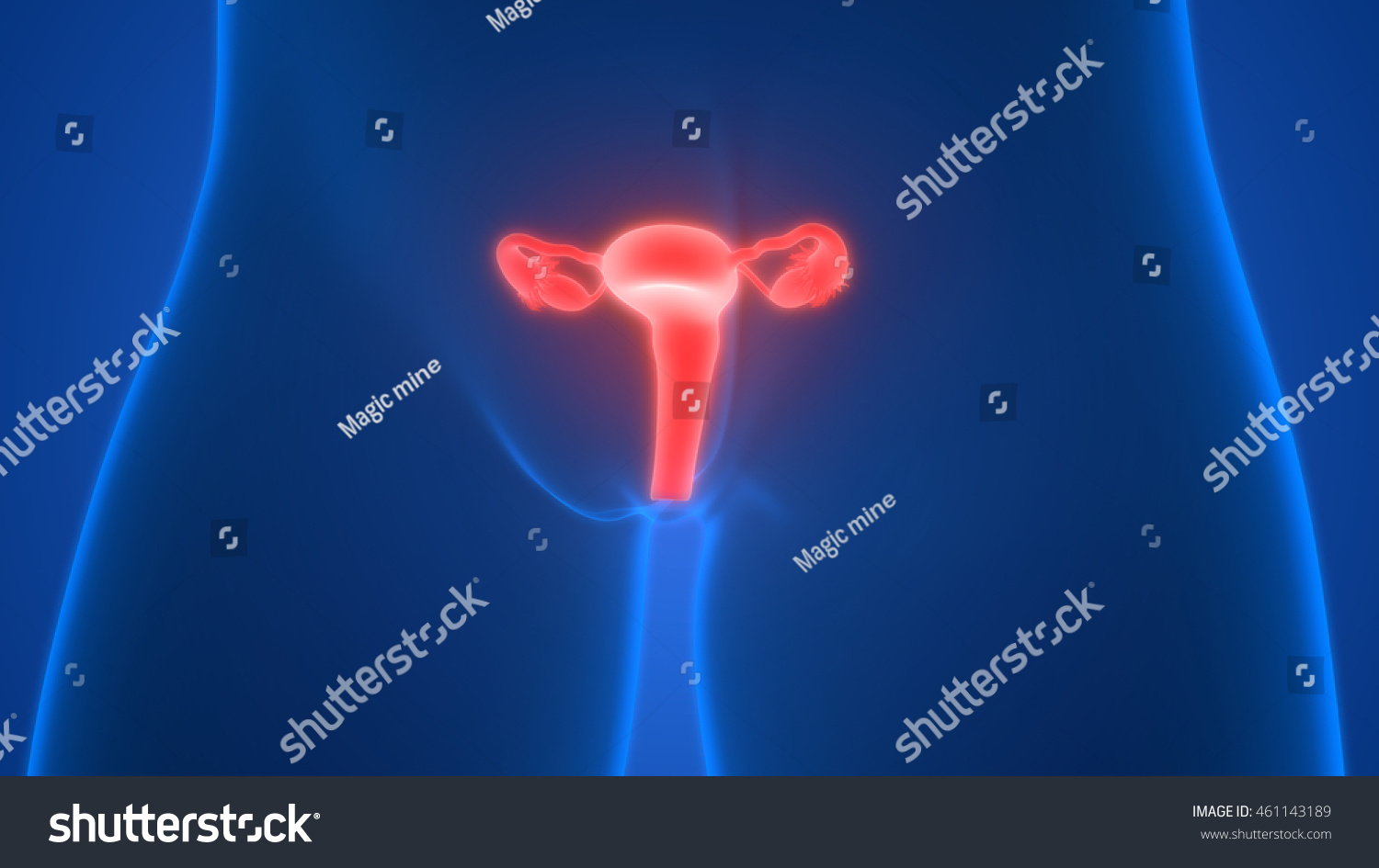 Female Reproductive System 3d Stock Illustration 461143189 - Shutterstock