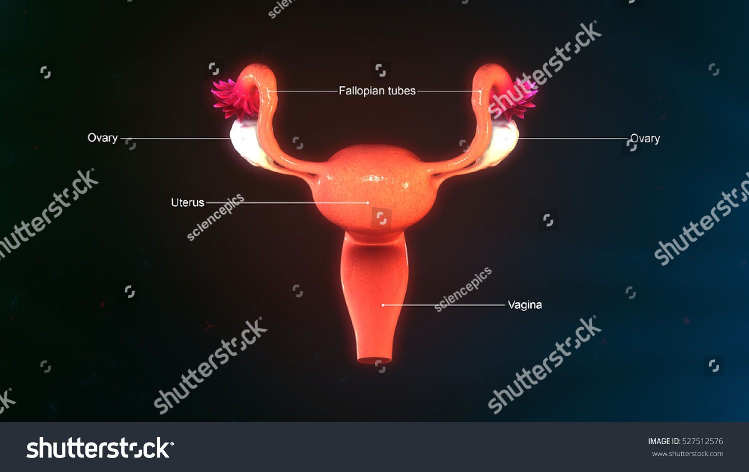 Female Reproductive System 3d Illustration Stock Illustration 527512576 ...