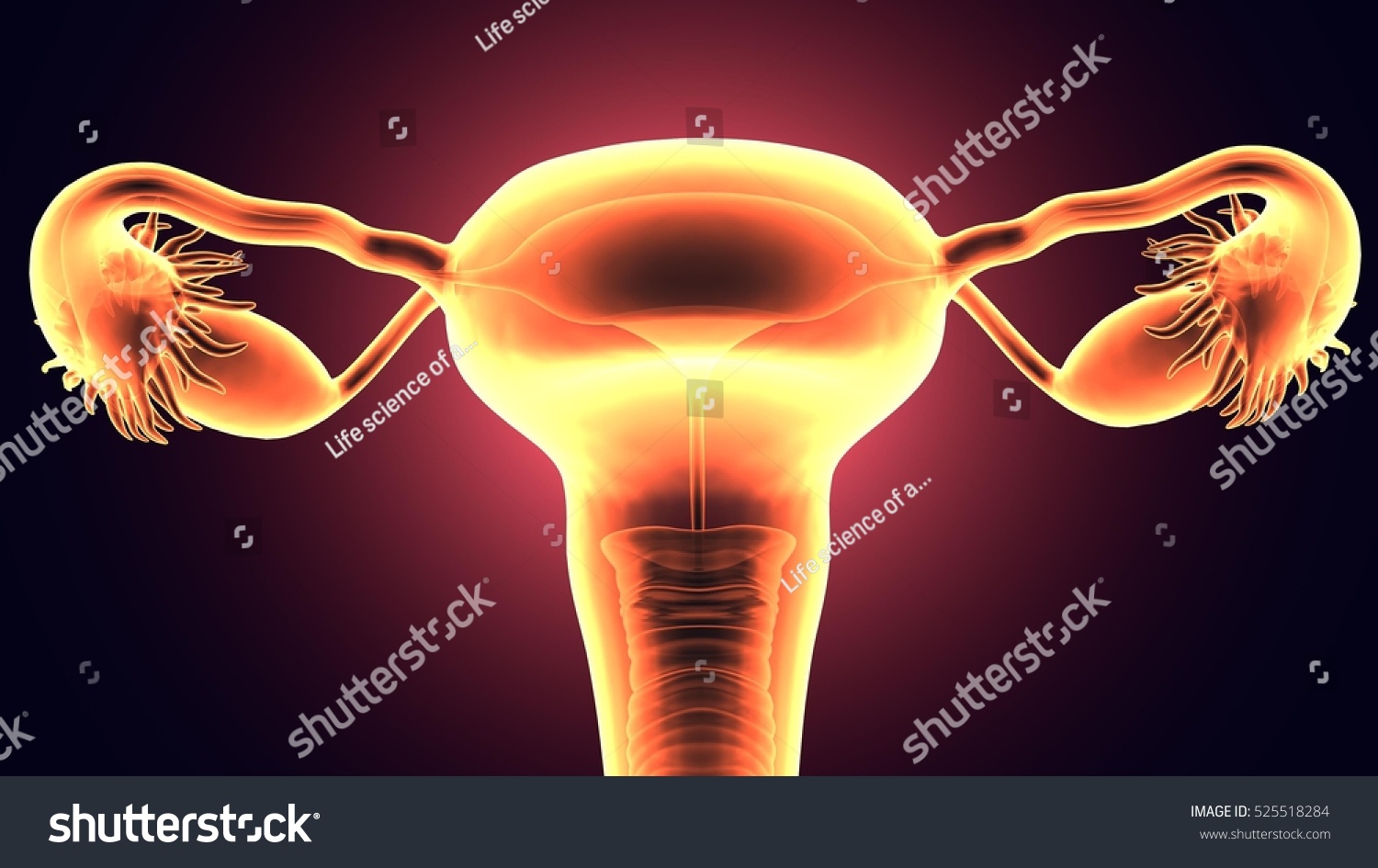 Female Reproductive System Posterior View