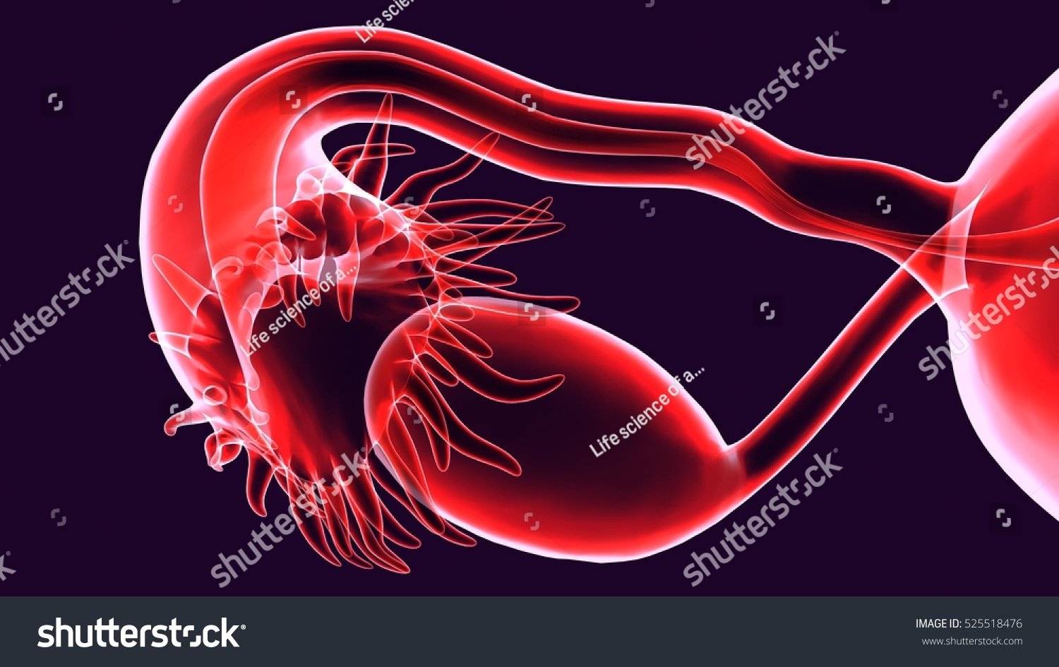 Female Reproductive System 3d Render Stock Illustration 525518476 1797