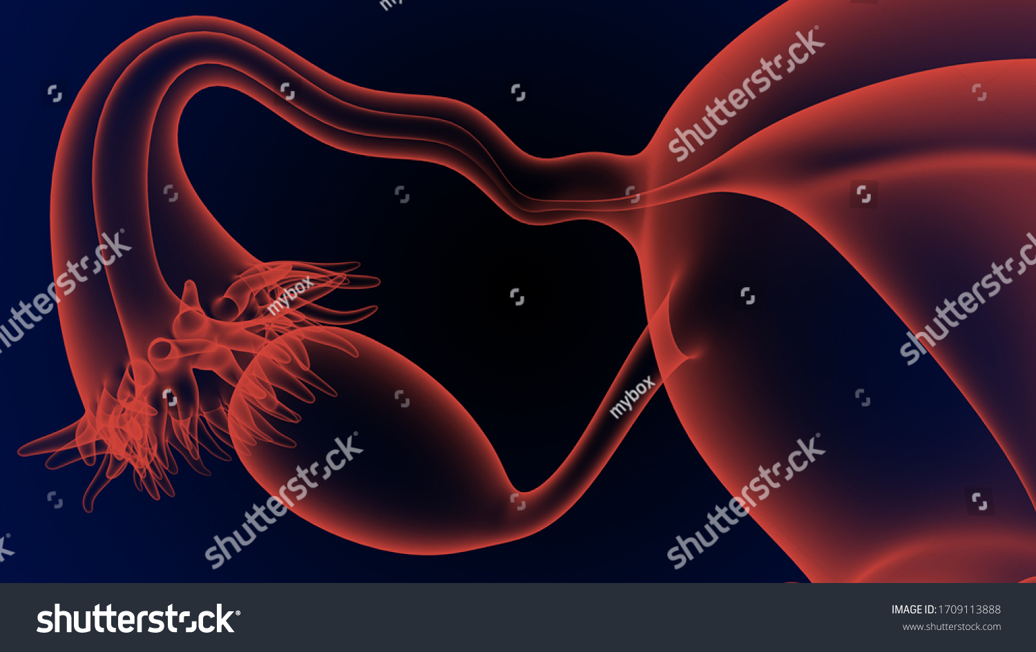 Female Reproductive System Made Internal External ภาพประกอบสต็อก 1709113888