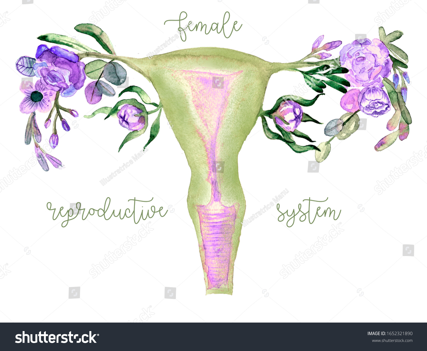 Female Reproductive System Flowers Uterus Cervix 库存插图 1652321890 ...