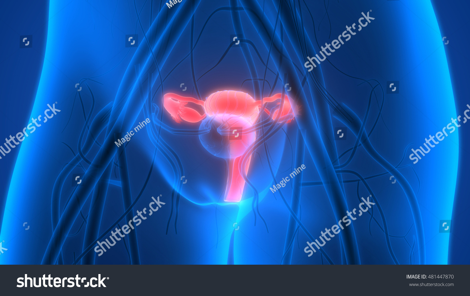 Female Reproductive System With Nervous System And Urinary Bladder. 3d ...