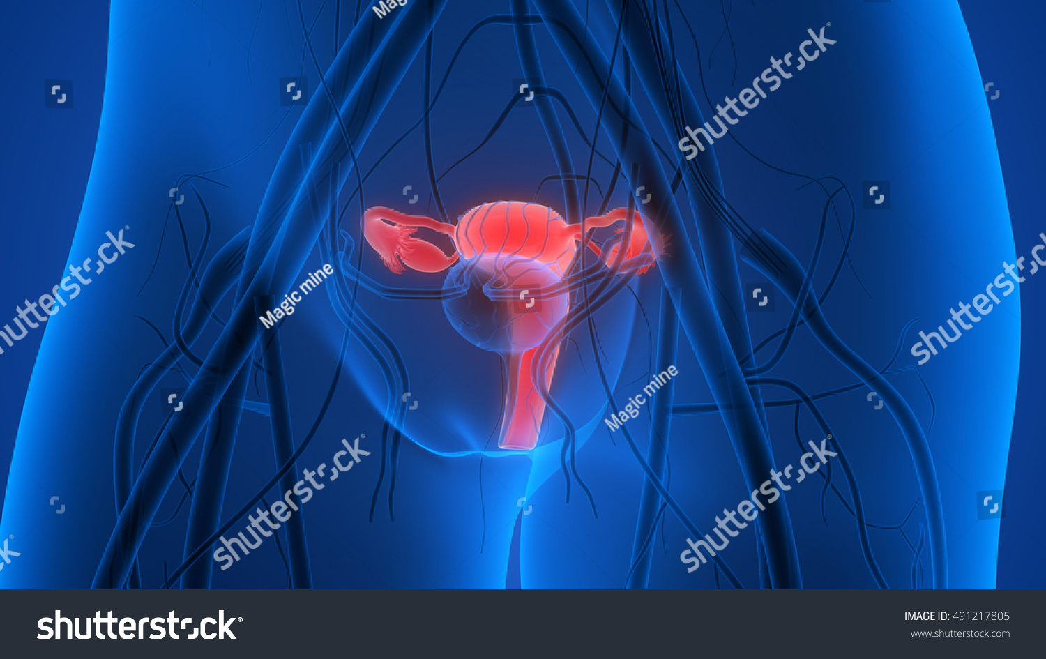 Female Reproductive System With Nervous System And Urinary Bladder. 3d ...