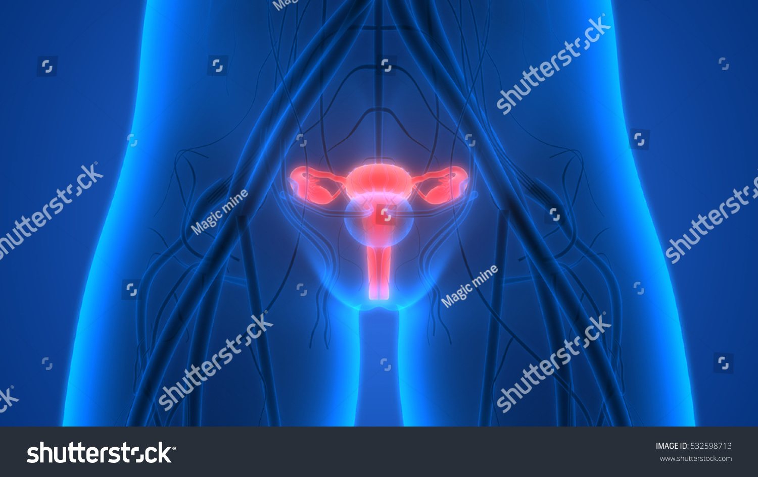 Female Reproductive System With Nervous System And Urinary Bladder. 3d ...