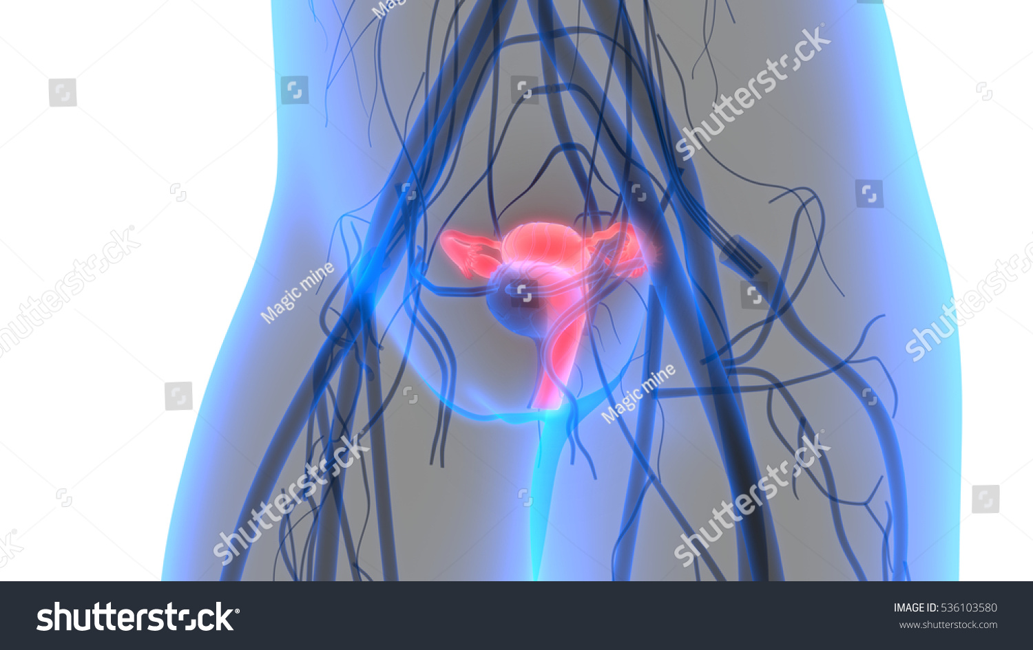 Female Reproductive System Nervous System Urinary стоковая иллюстрация