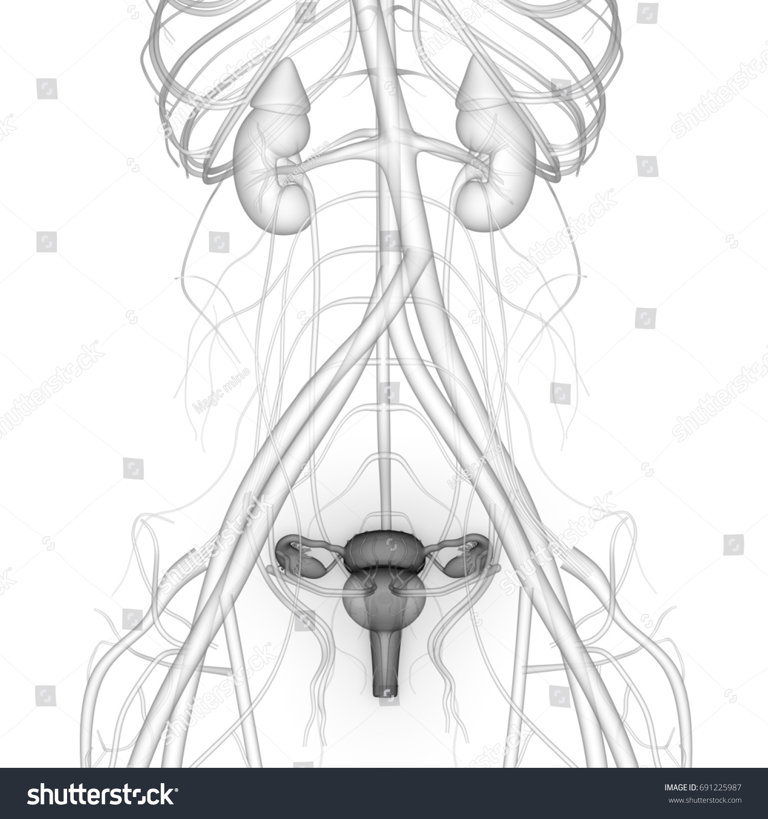 Female Reproductive System Nervous System Urinary Stock Illustration