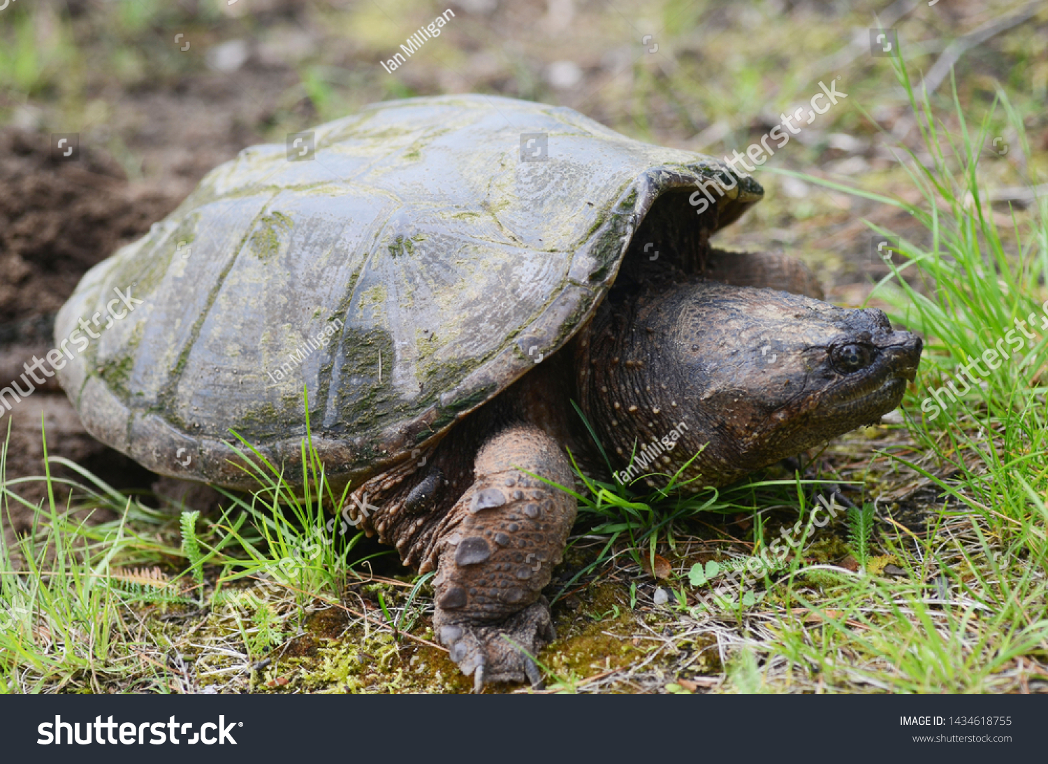 Female Snapping Turtle Laying Eggs Stock Photo 1434618755 | Shutterstock