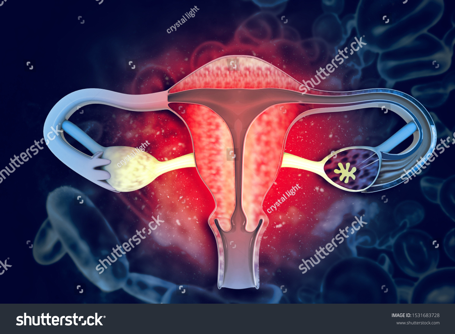 Female Uterus Reproductive System 3d Illustration Stock Illustration 1531683728 5217