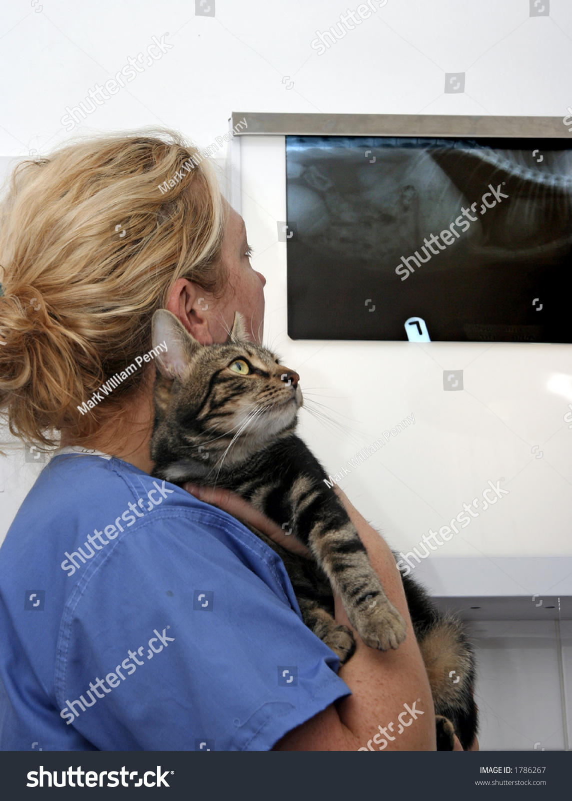 Female Veterinary Surgeon Inspecting Xray Whilst Stock Photo Edit Now
