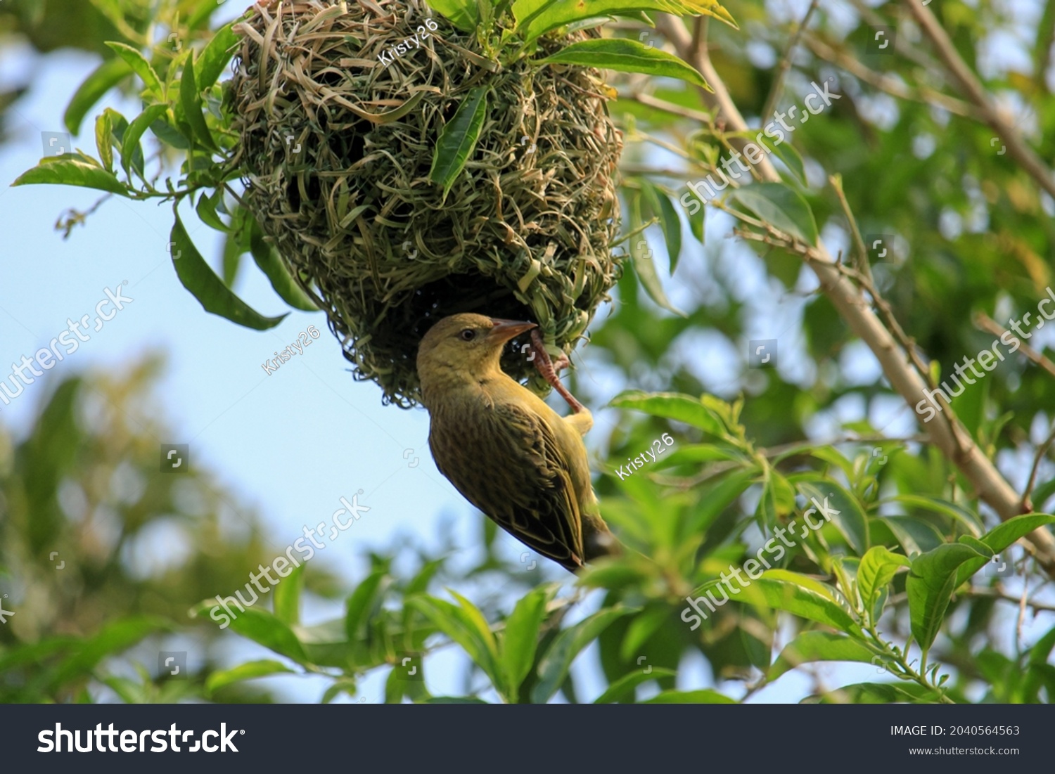 Female Weaver Bird Sitting On Her Stock Photo 2040564563 | Shutterstock