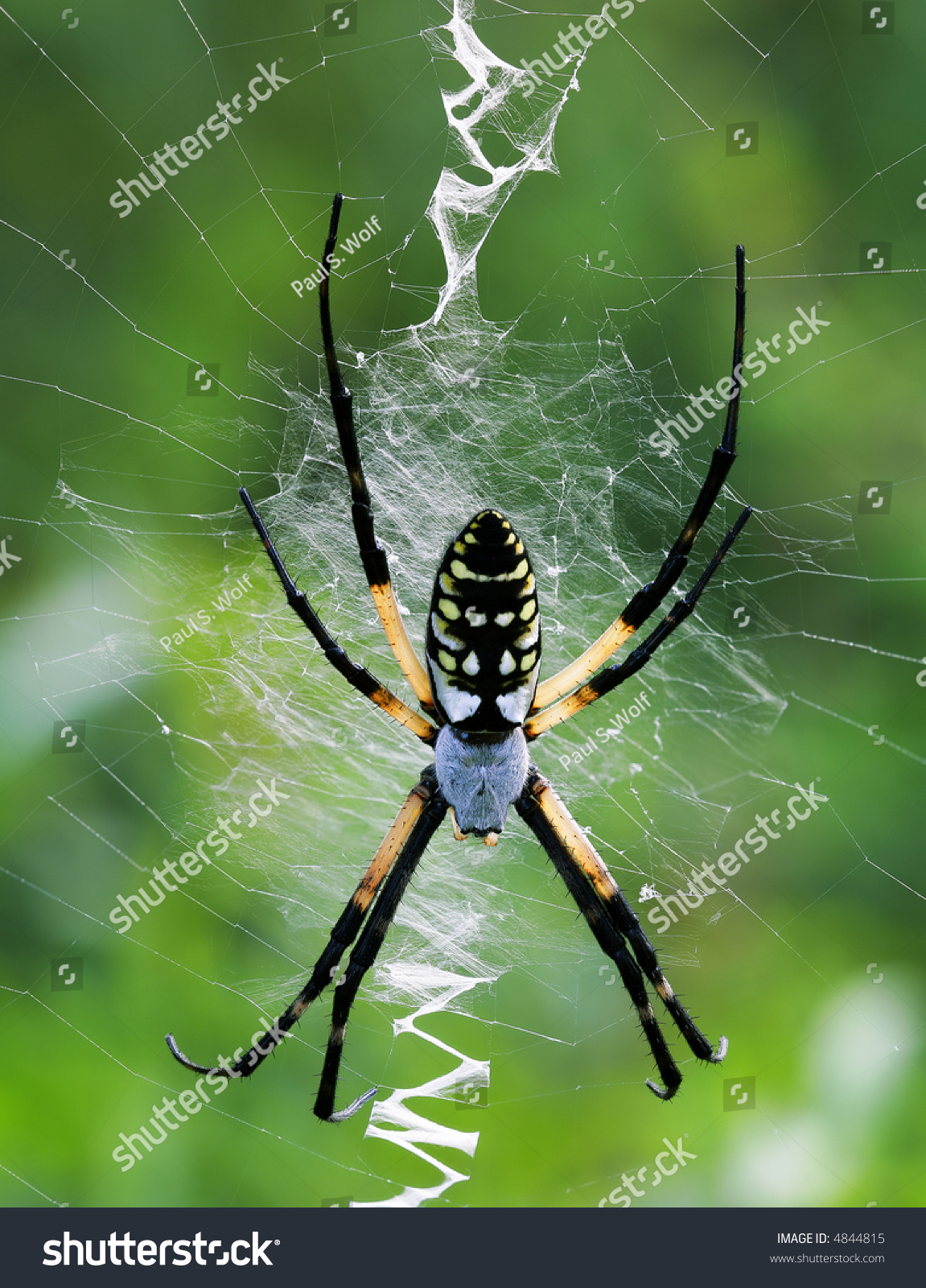 Female Yellow Garden Spider Argiope Aurantia Stock Photo Edit Now 4844815