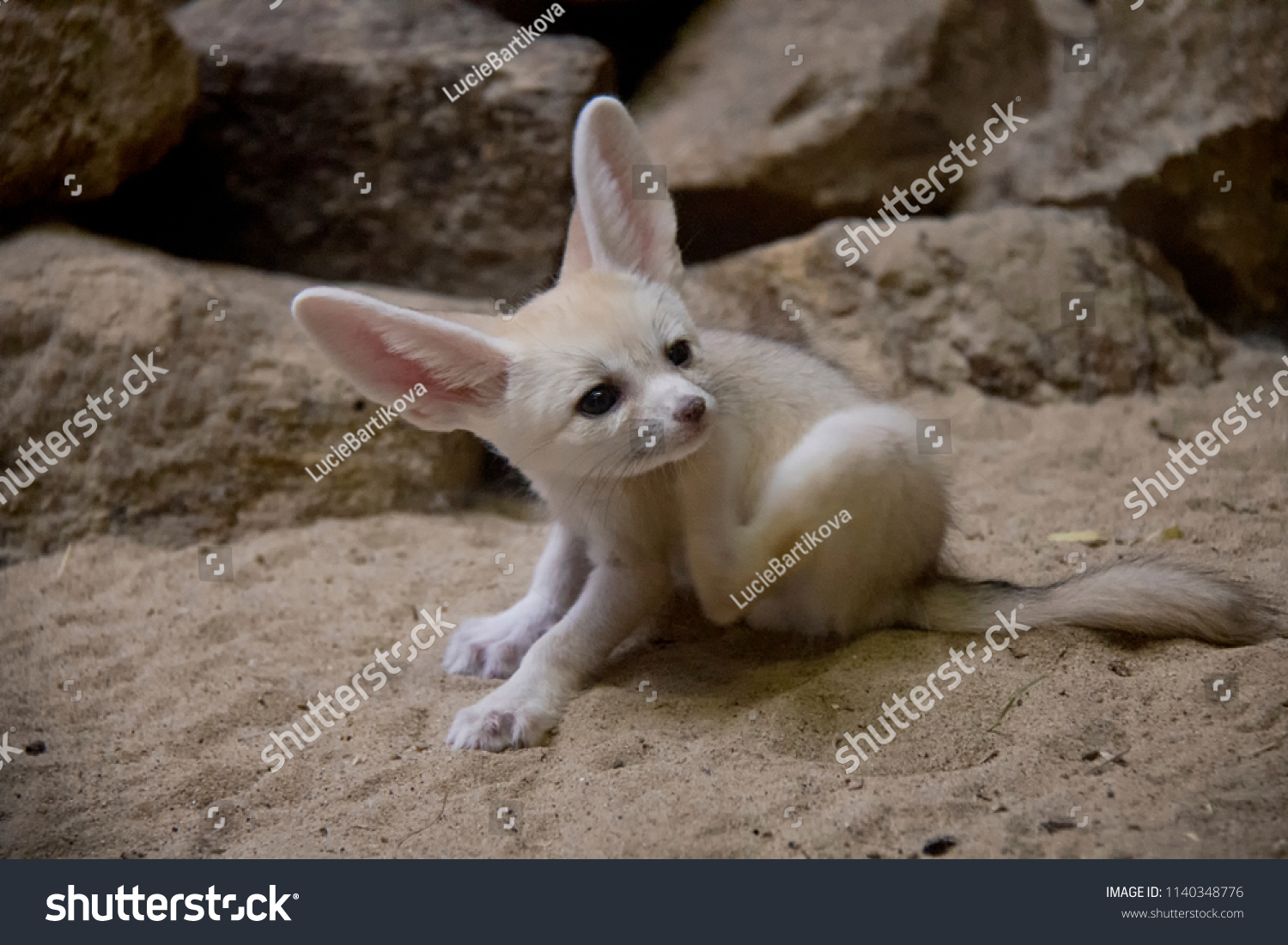 Fennec Fox Baby Stock Photo Edit Now