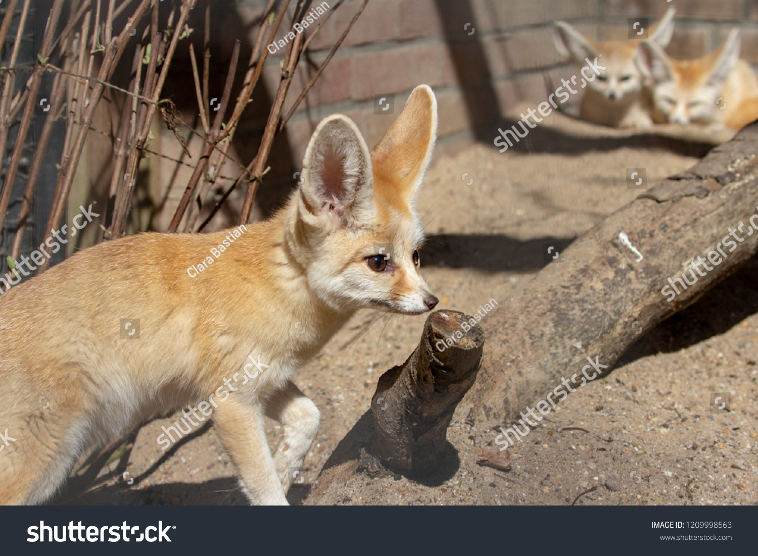 Fennec Fox Standing Front Two Fennec Stock Photo 1209998563 | Shutterstock