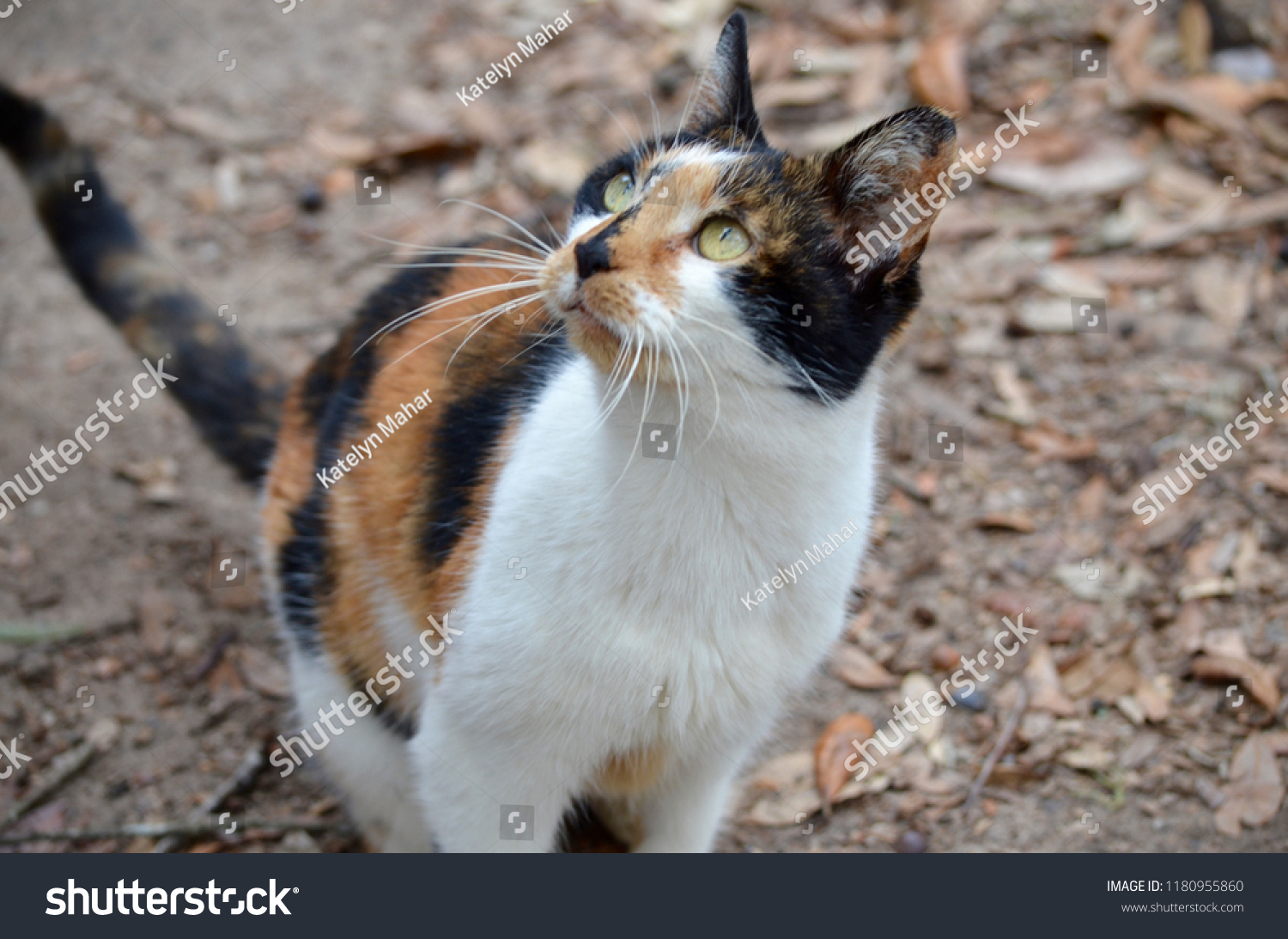 Feral Calico Cat Animals Wildlife Stock Image 1180955860