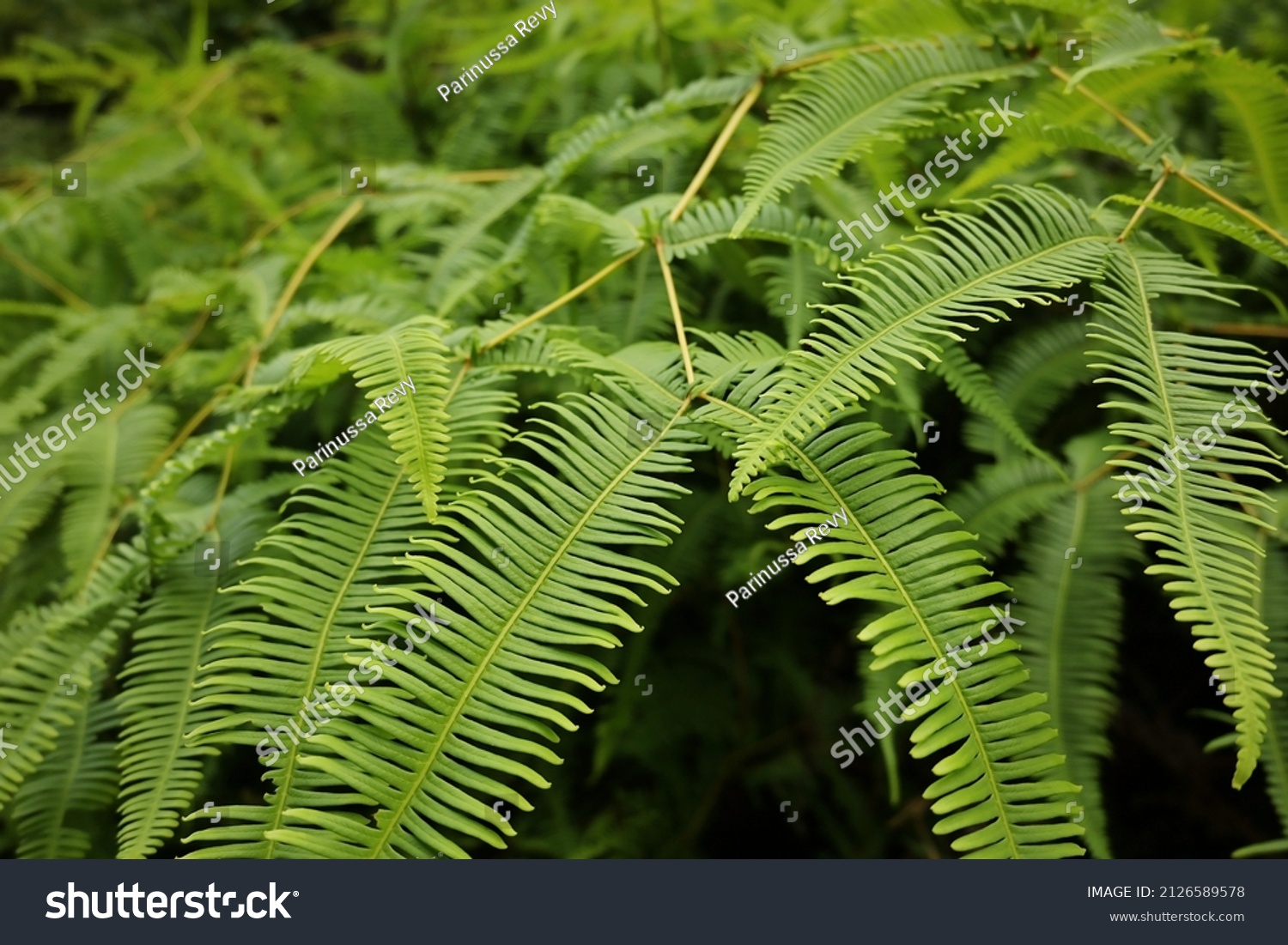 17 Gleichenia linearis Images, Stock Photos & Vectors | Shutterstock