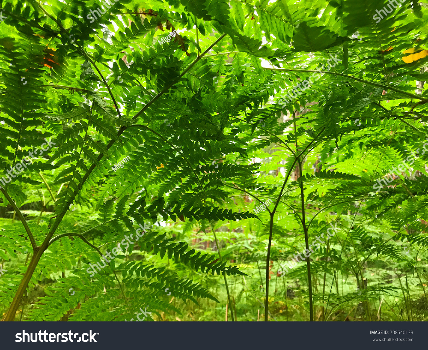 Fern Below Underneath Stock Photo Edit Now