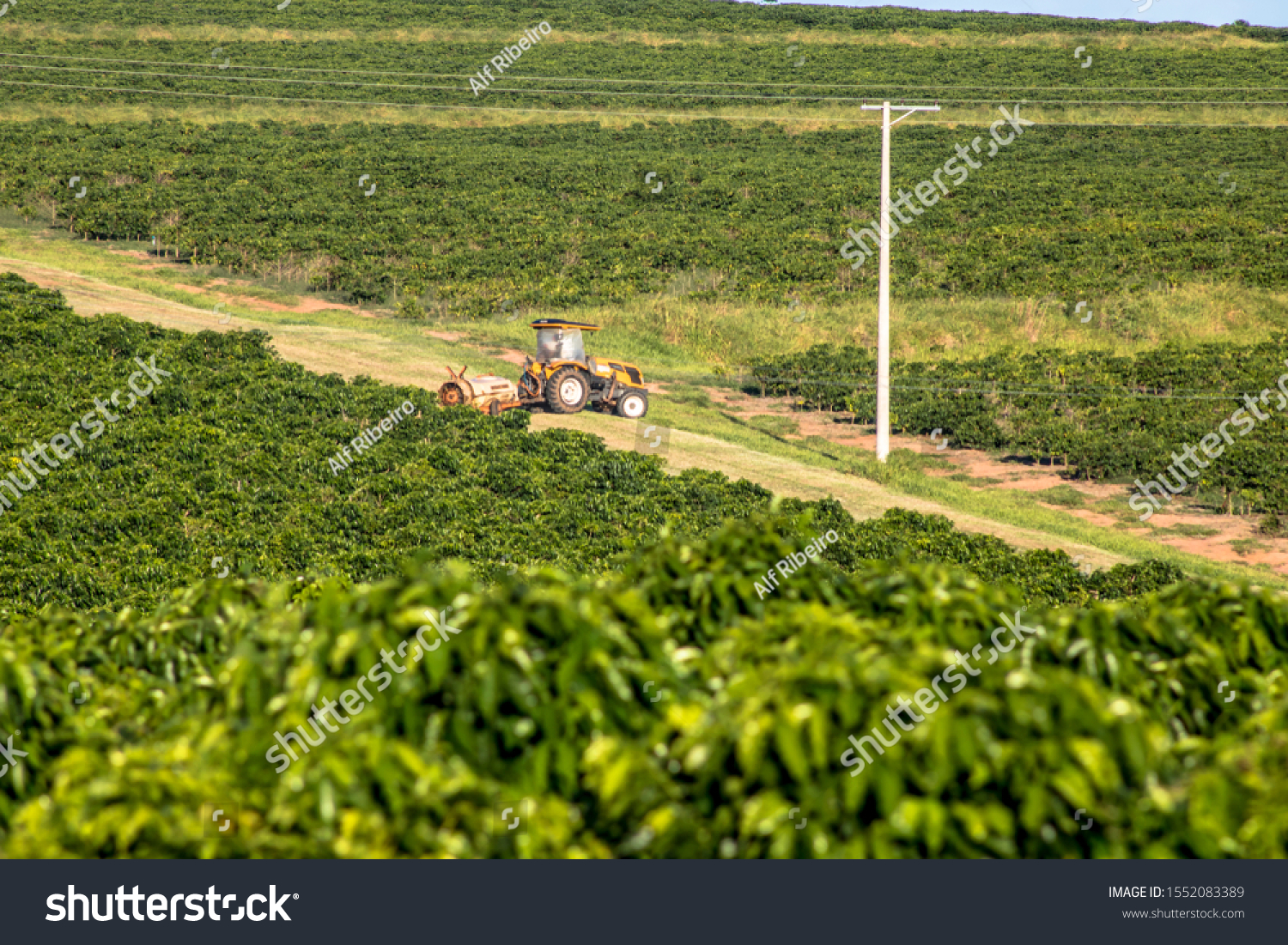 Fernão São Paulo fonte: image.shutterstock.com