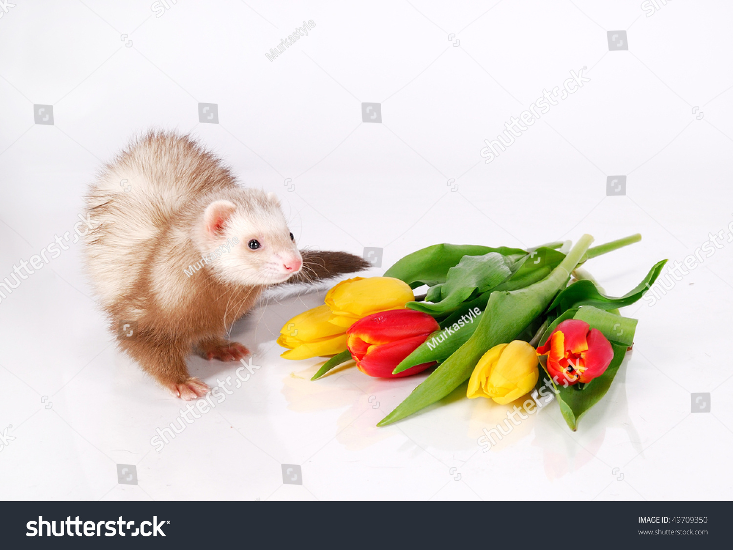 Ferret And Tulip Flowers Stock Photo 49709350 : Shutterstock